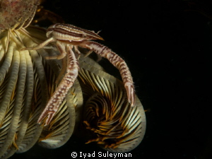 Crinoid squat lobster on the feather star
D3s, 105mm mac... by Iyad Suleyman 